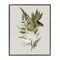 Stupell Industries Flower Sprigs & Butterfly Framed Giclee Design by House Fenway